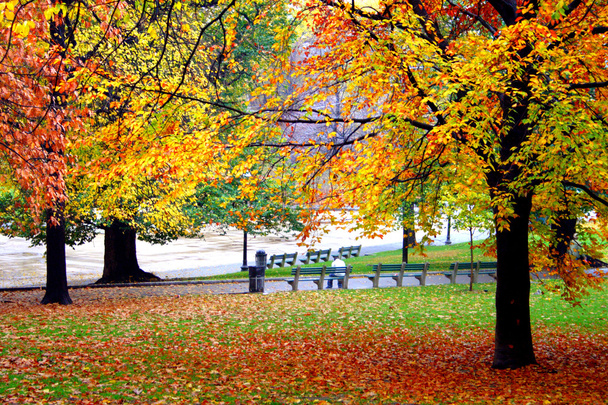 Jardin public de Boston
 - Photo, image