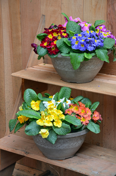 Colorful primroses - Photo, Image