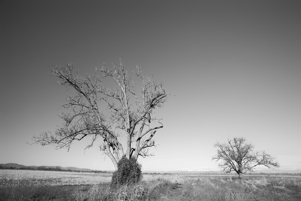 black and white trees  - Foto, afbeelding