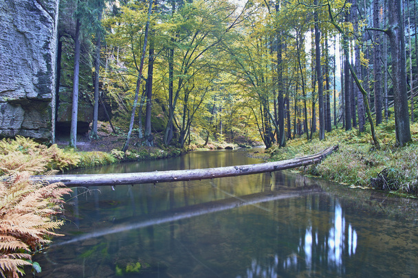 木の秋の川 - 写真・画像
