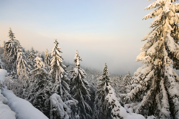Épinettes couvertes de neige
 - Photo, image