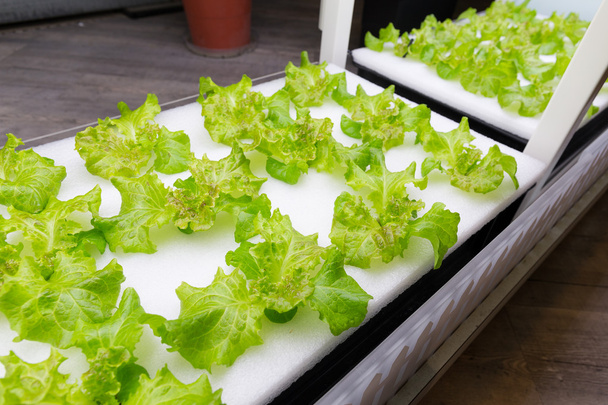 plants cultivated in hydroponic system - Photo, Image