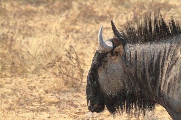 Wildebeest in the savannah of the Etosha Park in Namibia - Photo, image