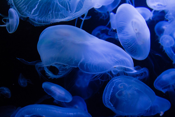 Księżyc Jellyfish w blue Water - Zdjęcie, obraz
