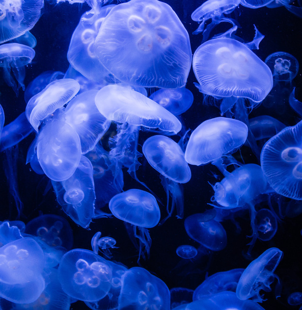 Moon Jellyfish in blue Water - Foto, imagen