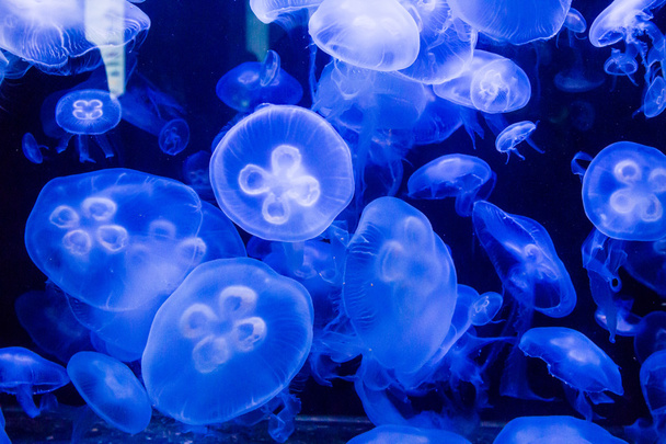 Ay denizanası mavi su - Fotoğraf, Görsel