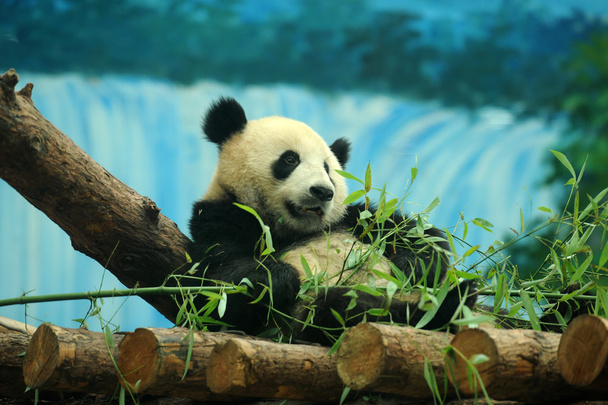 Primer plano de un lindo oso panda
 - Foto, imagen