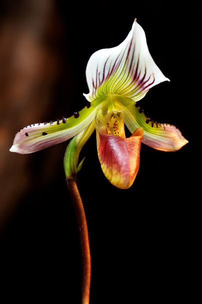 Lady's terlik orkide (paphiopedilum callosum) - Fotoğraf, Görsel
