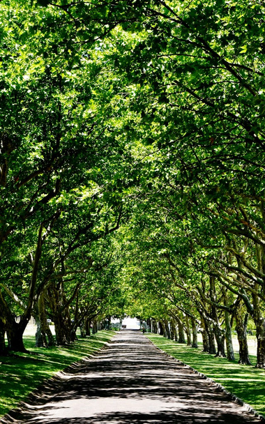 Avenue s zelenými stromy - Fotografie, Obrázek