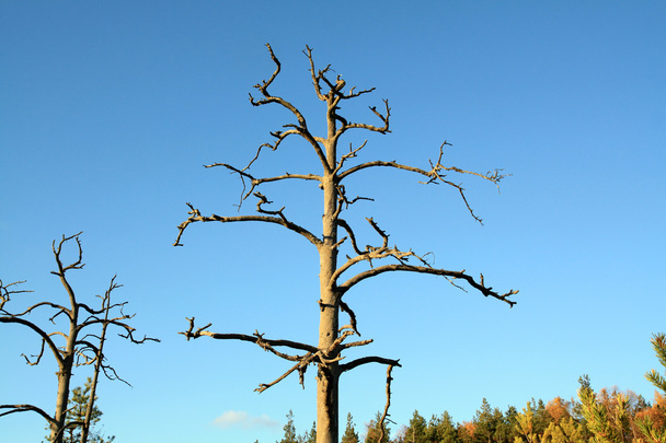 Dry aging pine on blue background - Φωτογραφία, εικόνα