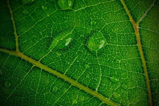 green plant leaf - Фото, изображение