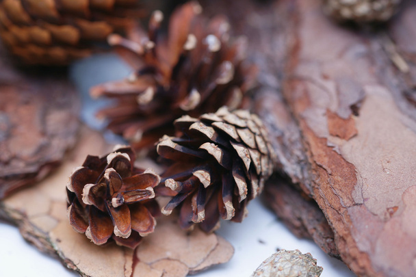 spruce and pine cones - Фото, изображение