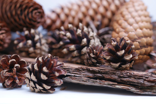 Cones de abeto e pinheiro - Foto, Imagem