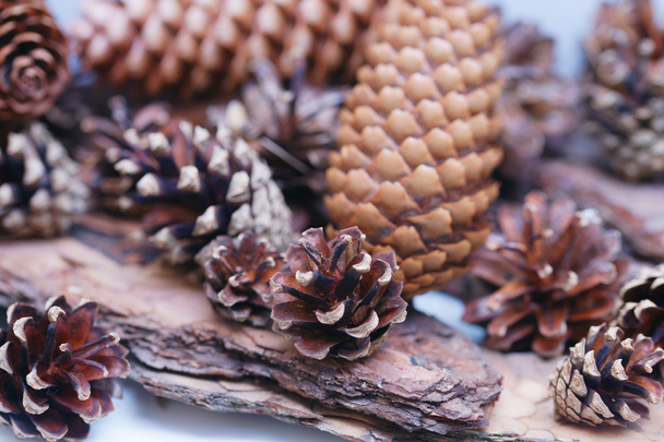 Cones de abeto e pinheiro - Foto, Imagem