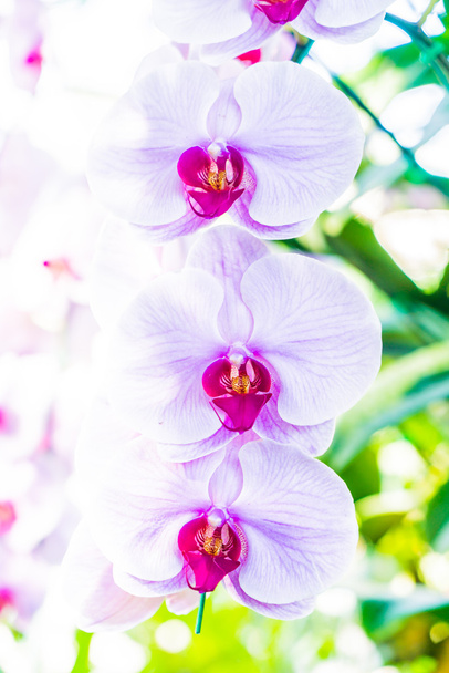 güzel orkide çiçekler - Fotoğraf, Görsel