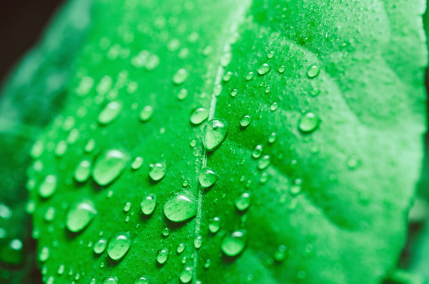 Water drops on the leaf - Фото, изображение