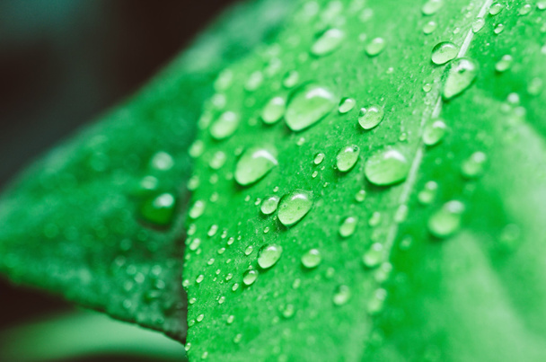 Water drops on the leaf - Photo, image