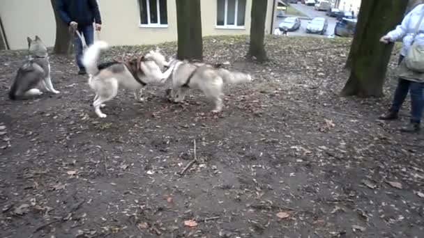 Szibériai husky kutya - Felvétel, videó