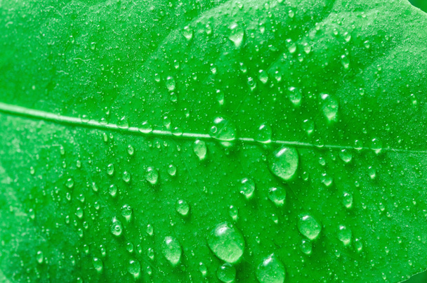 Water drops on the leaf - Photo, Image