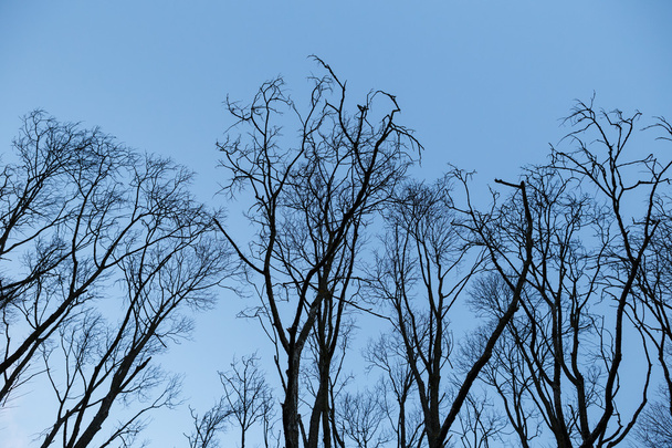 Siluetas de árboles y cielo al atardecer
 - Foto, Imagen