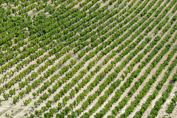 Vineyard in the Provence, France - Foto, Bild