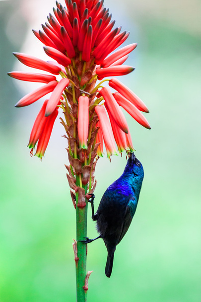 Colibri Verde Violeta Hummingbird
 - Foto, Imagem
