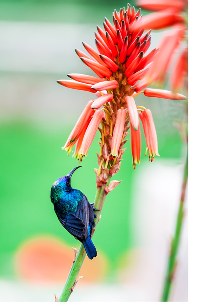Colibri зелений Violetear колібрі - Фото, зображення