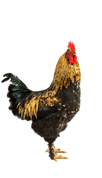 Uma galinha
  - Foto, Imagem