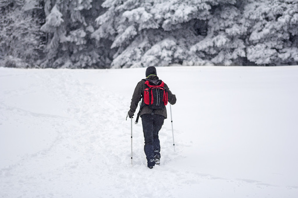 Mountaineer in the snow forest - Valokuva, kuva