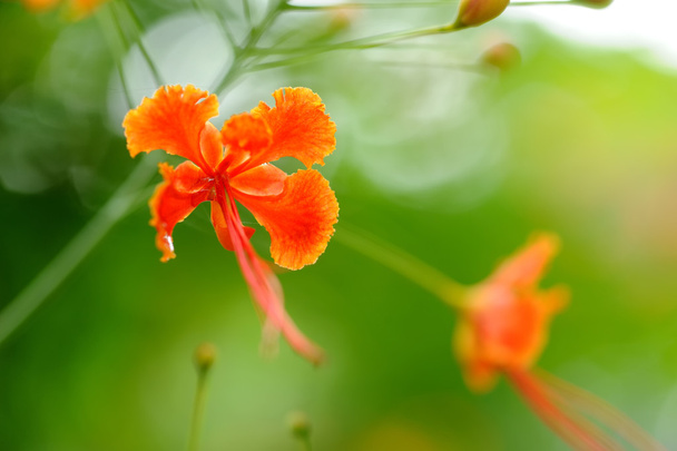 Fleur d'hibiscus dans un jardin sri lankais
 - Photo, image