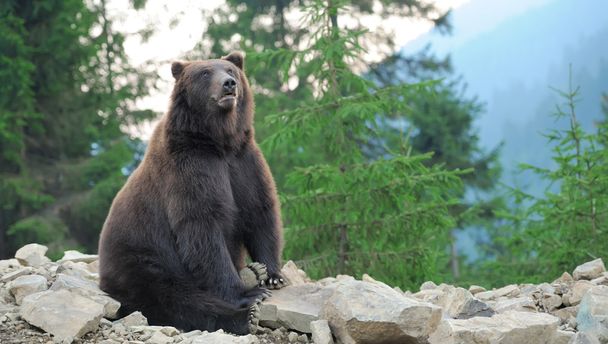 Μεγάλη καφέ αρκούδα (Ursus arctos) - Φωτογραφία, εικόνα