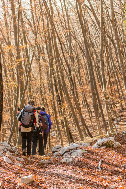 Young women walking in a forest. - Fotoğraf, Görsel