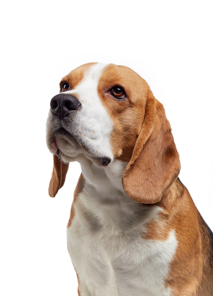 portrait of young beagle dog - Valokuva, kuva