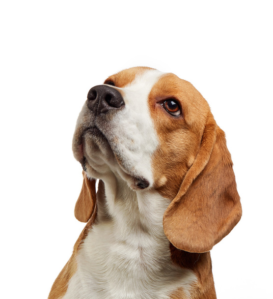 Nuoren beagle-koiran muotokuva
 - Valokuva, kuva