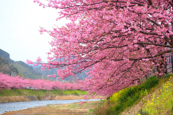 Kawazu κεράσι δέντρο στην Ιαπωνία shizuoka - Φωτογραφία, εικόνα