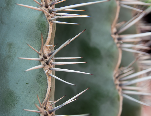 Cactus plant detail - Foto, Bild