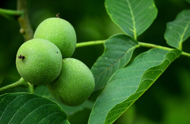 Спелый орех на дереве
 - Фото, изображение