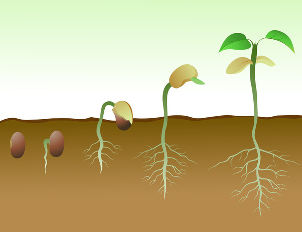 fazole klíčivost semen v půdě - Vektor, obrázek