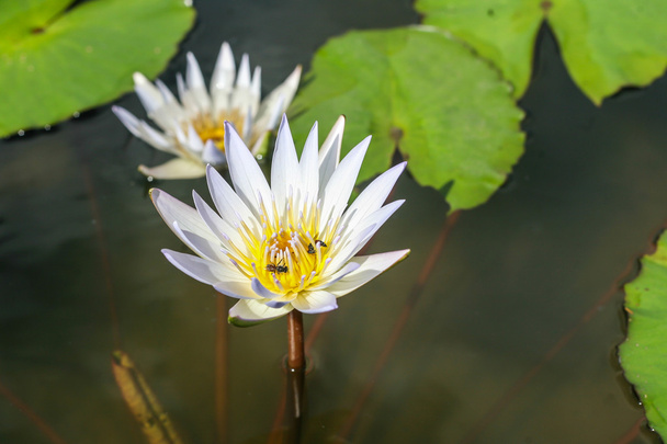 Fondo flor de loto
 - Foto, Imagen