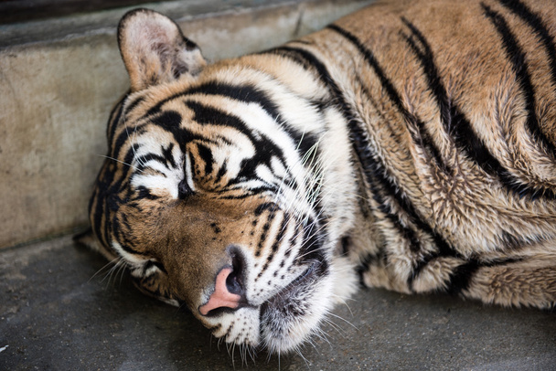 Tigre en su sueño
 - Foto, imagen