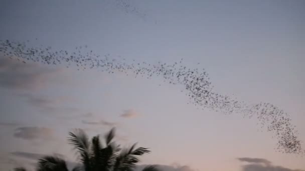 Murciélagos volando en Phitsanulok
 - Metraje, vídeo