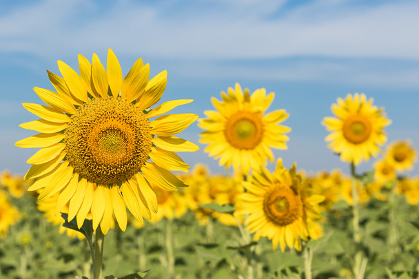 zon bloemen veld - Foto, afbeelding