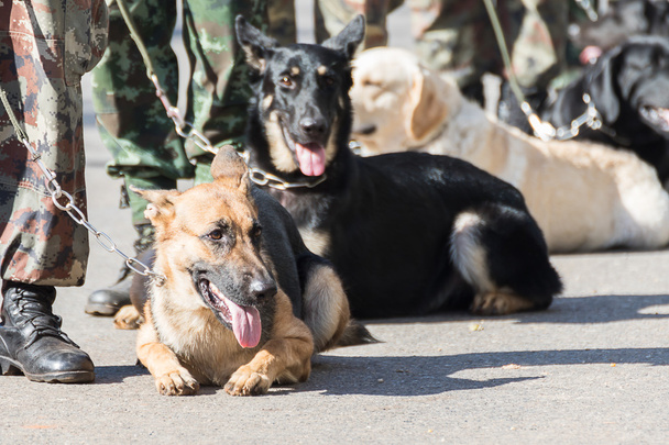  Szkolenie psów wojny - Zdjęcie, obraz