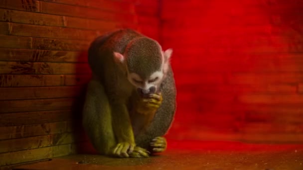 Monkey In the Zoo - Felvétel, videó