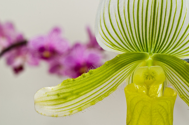Green and Yellow Paphiopedilum Maudiae Orchid - Zdjęcie, obraz