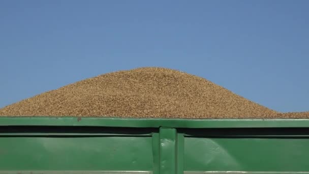 vieux camion camion plein de céréales de grain de blé fraîchement récolté. Zoom arrière. 4K
 - Séquence, vidéo