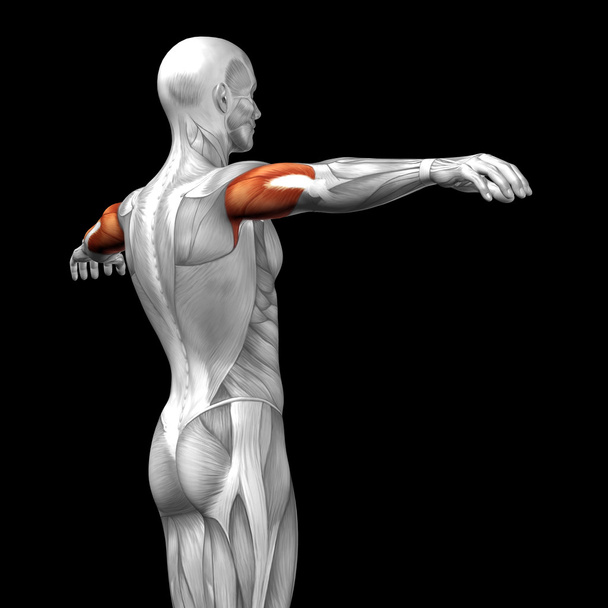 Tríceps anatomía humana
 - Foto, Imagen