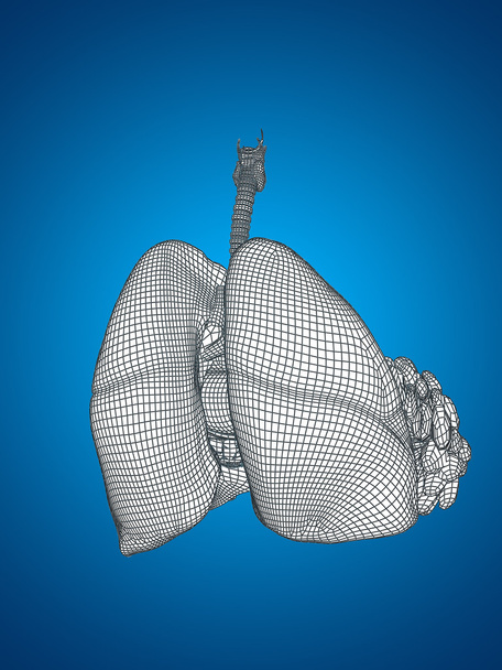 wireframe mesh respiratory system - Photo, Image