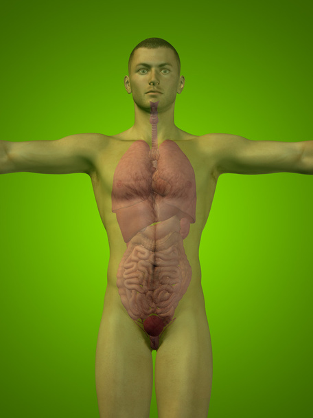 Концепция концептуальной 3D человеческой структуры человека с внутренними органами, пищеварительной, легкой и кровеносной системой на зеленом фоне
 - Фото, изображение