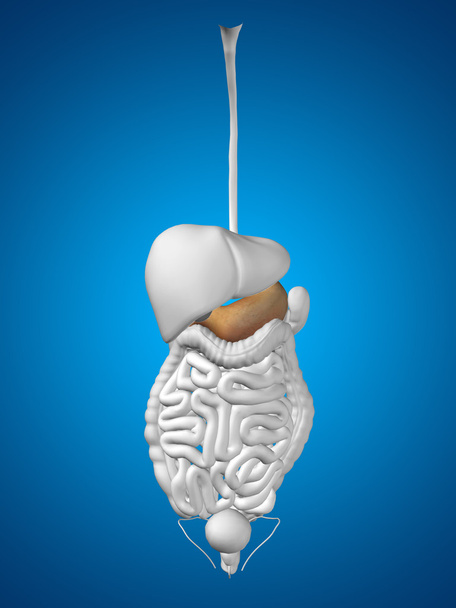 Organe de l'estomac et système digestif
 - Photo, image